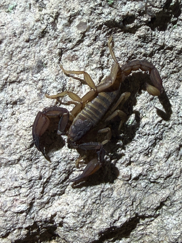 Pseudouroctonus apacheanus