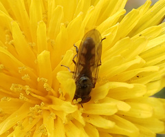 Platycheirus manicatus