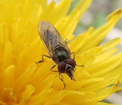 Platycheirus manicatus