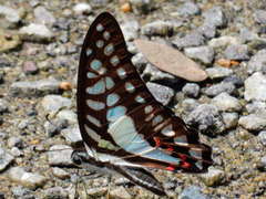 Graphium evemon eventus