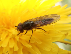 Platycheirus manicatus
