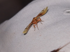 Pyrinioides sinuosus