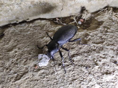 Leather Beetle