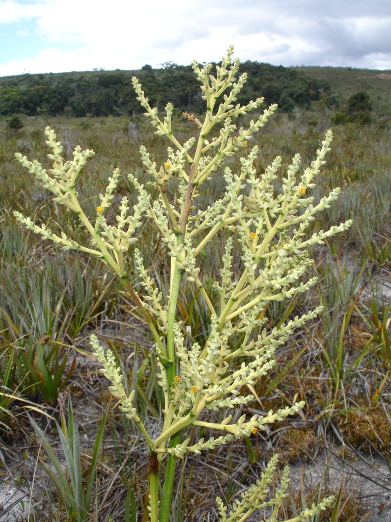 Brocchinia steyermarkii