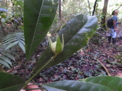 Toxosiphon lindenii