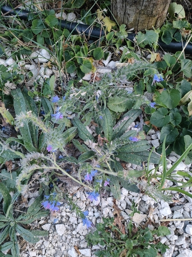 viper's-bugloss