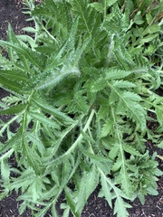 Papaver orientale