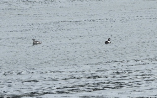 Black Guillemot