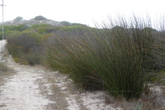 Thamnochortus spicigerus