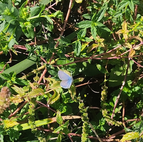 Common Blue