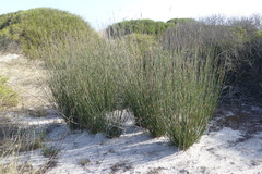 Thamnochortus spicigerus