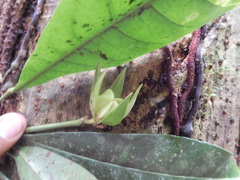 Toxosiphon lindenii