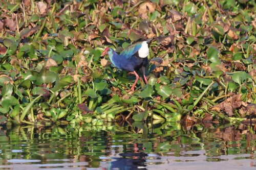 iNaturalist image