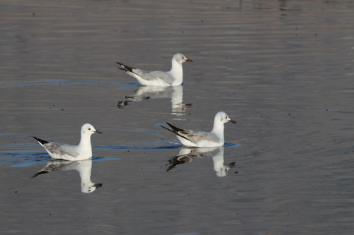iNaturalist image