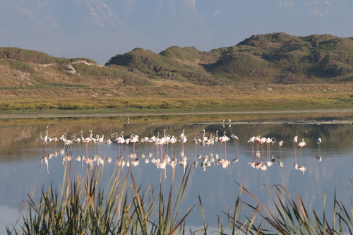 iNaturalist image