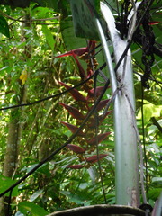 Heliconia dielsiana