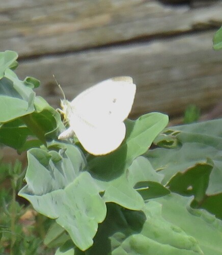 Small White