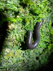 Australocricus
