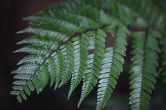 Dryopteris sordidipes