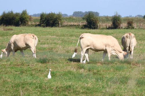 Western Cattle-Egret