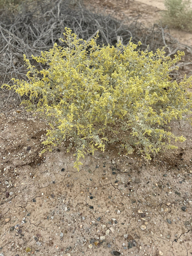 Burrobush