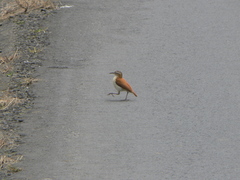 Furnarius leucopus cinnamomeus