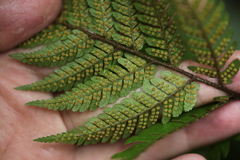 Dryopteris sordidipes