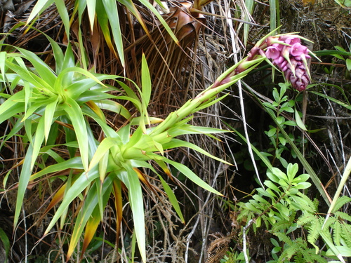 Bromelias (Familia Bromeliaceae) · iNaturalist Ecuador