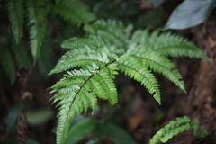 Dryopteris sordidipes
