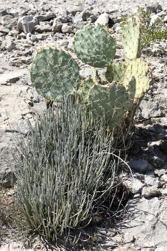 Candelilla