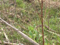 Thamnophis sirtalis