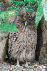 Ketupa zeylonensis