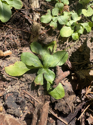 Samolus parviflorus, photograph 5