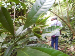 Toxosiphon lindenii