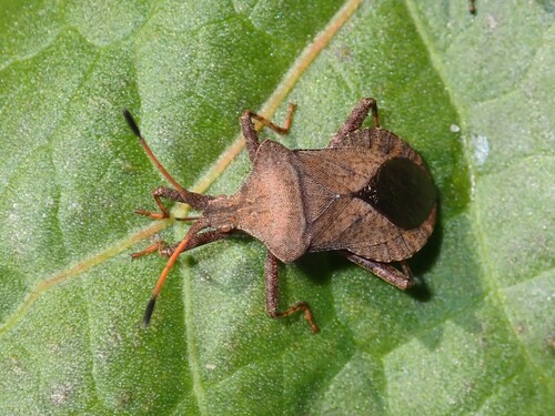 Dock Bug