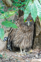 Ketupa zeylonensis