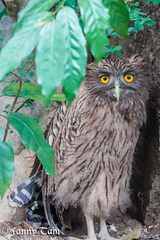 Ketupa zeylonensis
