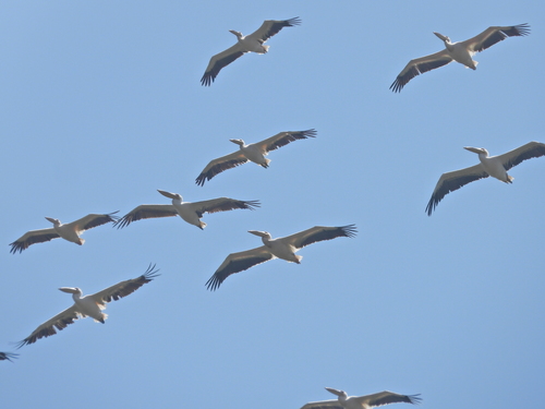 iNaturalist: (c) vermocane, some rights reserved (CC BY-NC), uploaded by vermocane iNaturalist image