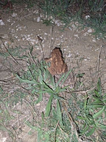 Spiny Toad