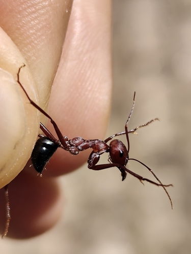 Nodal Desert Ant