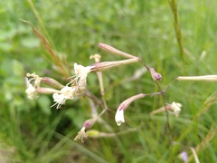 Silene italica