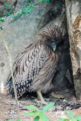 Ketupa zeylonensis