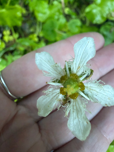 Parnassia fimbriata, photograph 6