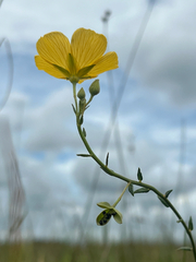 Piriqueta cistoides, photograph author not stated, no rights reserved