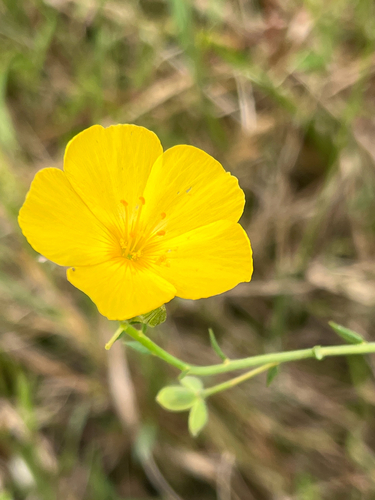Piriqueta cistoides, photograph 2