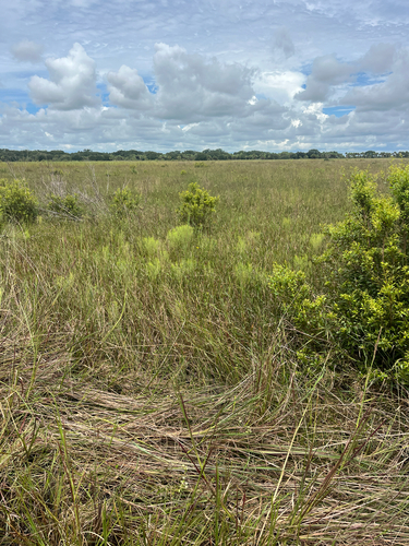 Piriqueta cistoides, photograph 4