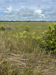 Piriqueta cistoides, photograph author not stated, no rights reserved
