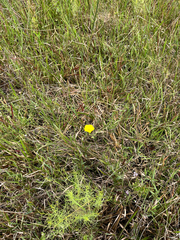 Piriqueta cistoides, photograph author not stated, no rights reserved