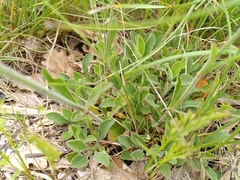 Silene italica