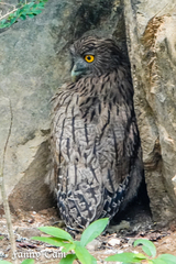 Ketupa zeylonensis
